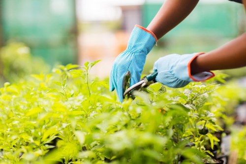 Healthy green lawn maintenance in Norbury garden