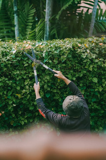 A gardener from Gardeners Norbury is trimming a neatly maintained hedge in a community garden. The hedge consists of dense, green foliage with small, light-colored flowers along the top border. The ga