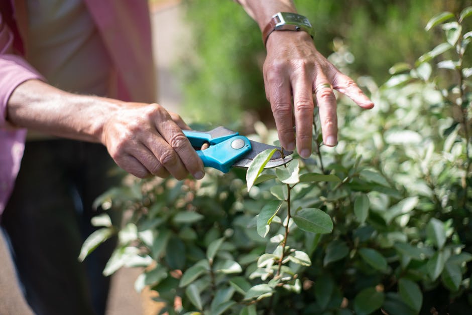 A gardener from Gardeners Norbury is trimming a neatly maintained hedge in a community garden. The hedge consists of dense, green foliage with small, light-colored flowers along the top border. The ga
